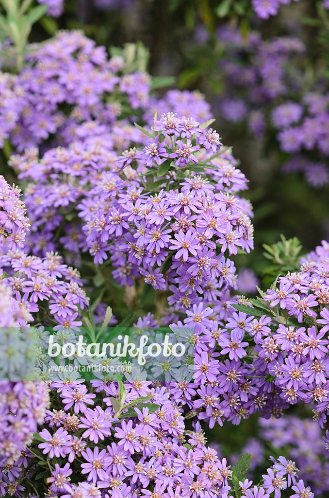 533423 - Tasmanian daisy bush (Olearia phlogopappa 'Comber's Blue')