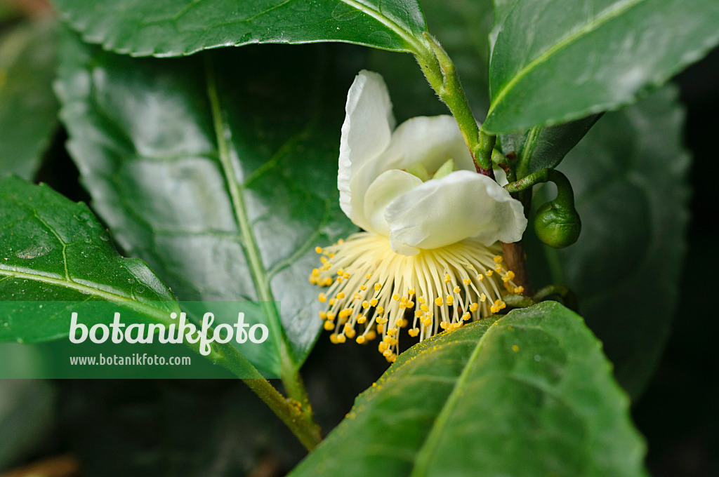 476255 - Tea plant (Camellia sinensis)