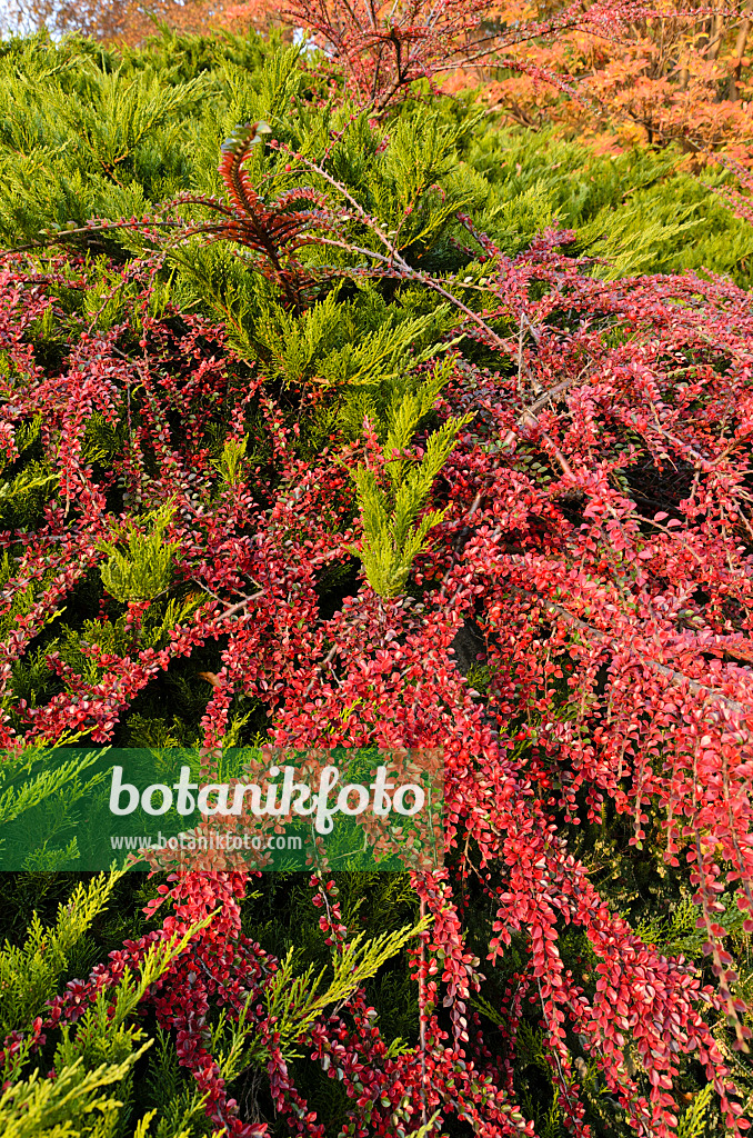 502047 - Temple juniper (Juniperus sabina 'Tamariscifolia') and herring bone cotoneaster (Cotoneaster horizontalis)