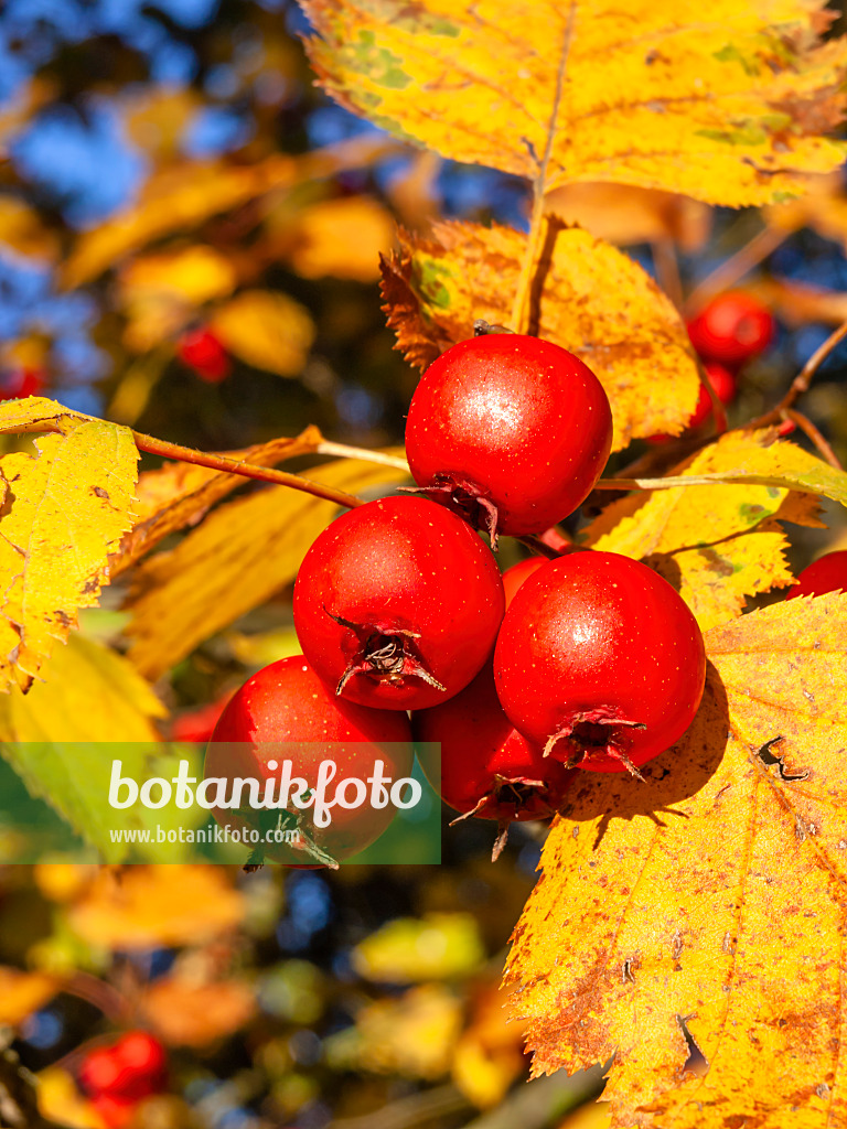 431028 - Thicket hawthorn (Crataegus intricata)