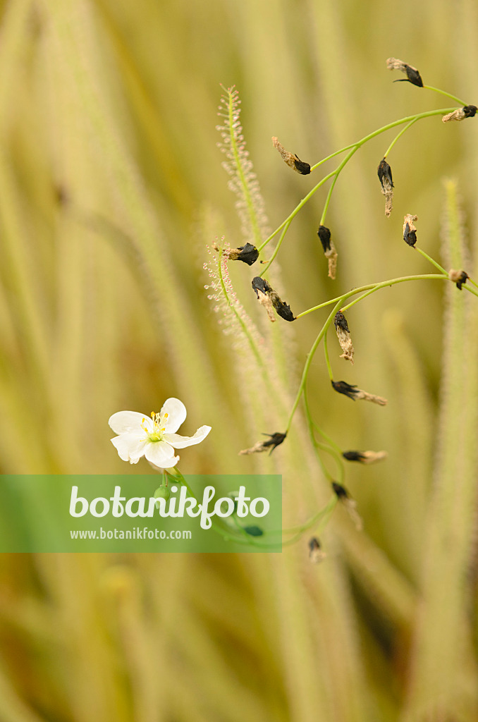 547343 - Thread-leaved sundew (Drosera filiformis)