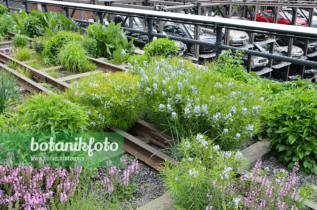 508106 - Threadleaf blue star (Amsonia hubrichtii) and meadow clary (Salvia pratensis 'Pink Delight') on a shut down elevated railway, High Line, New York, USA