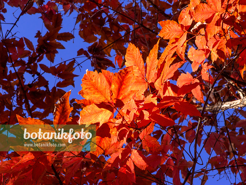 465243 - Three-flowered maple (Acer triflorum)