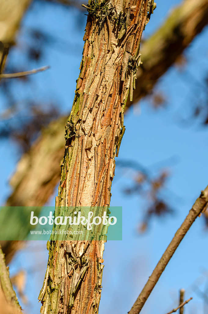 593023 - Three-flowered maple (Acer triflorum)