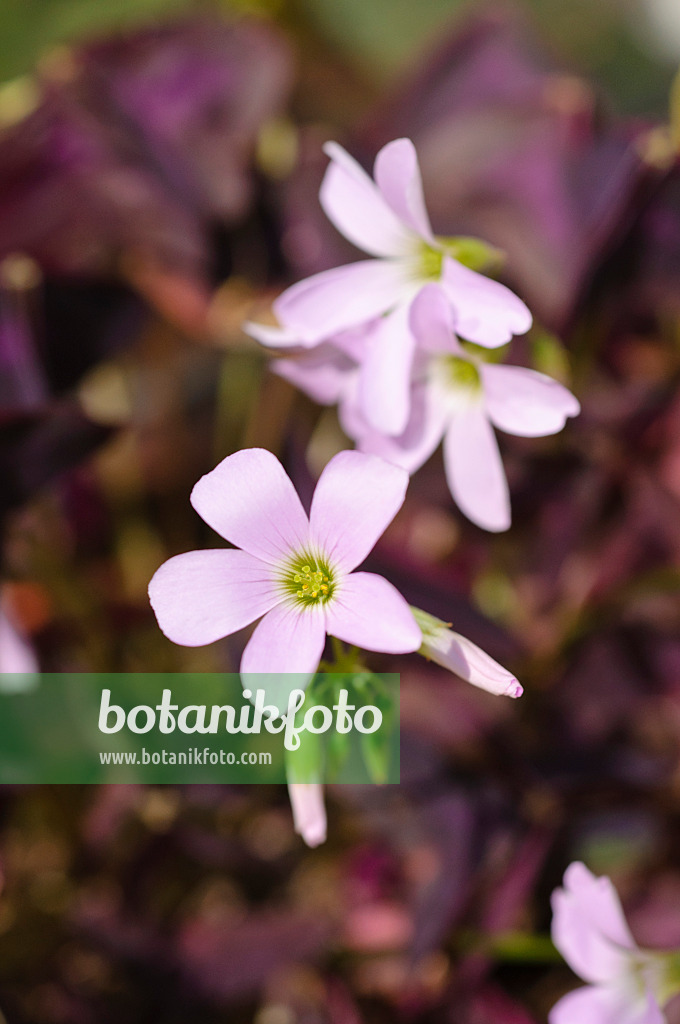 474342 - Threeleaf purple shamrock (Oxalis triangularis)