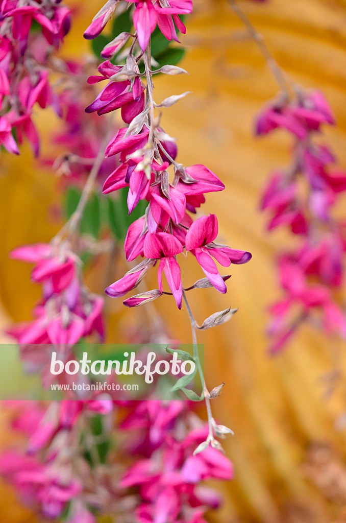 525176 - Thunberg's bushclover (Lespedeza thunbergii)