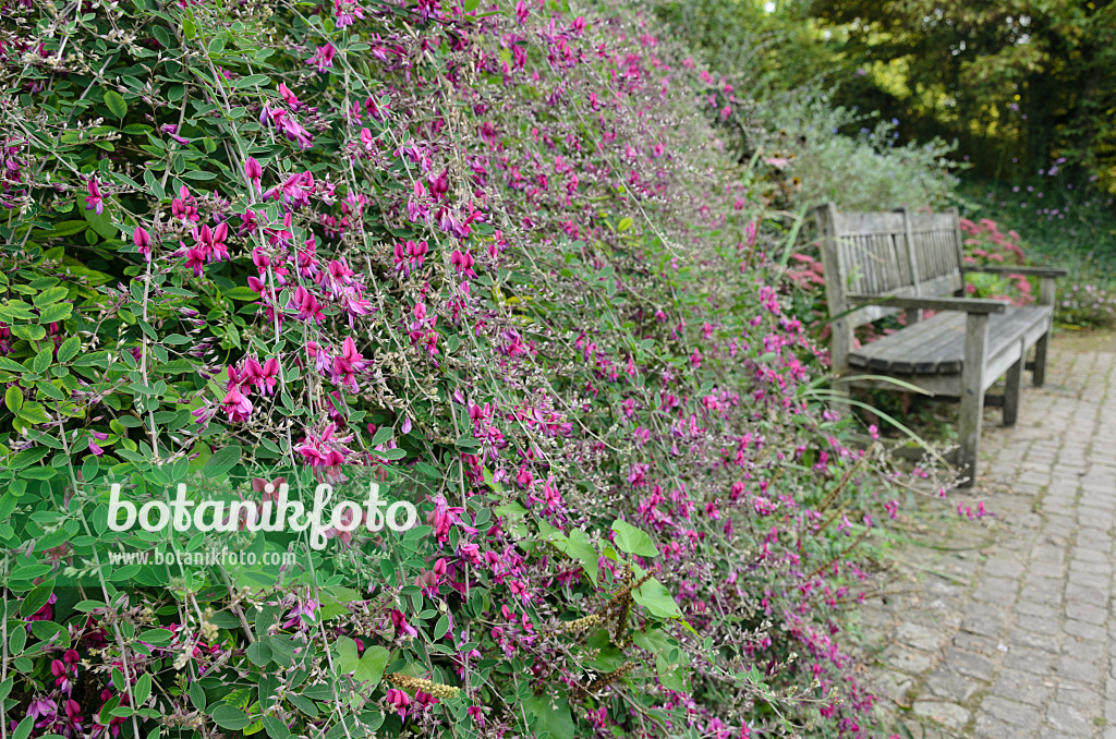 560031 - Thunberg's bushclover (Lespedeza thunbergii)