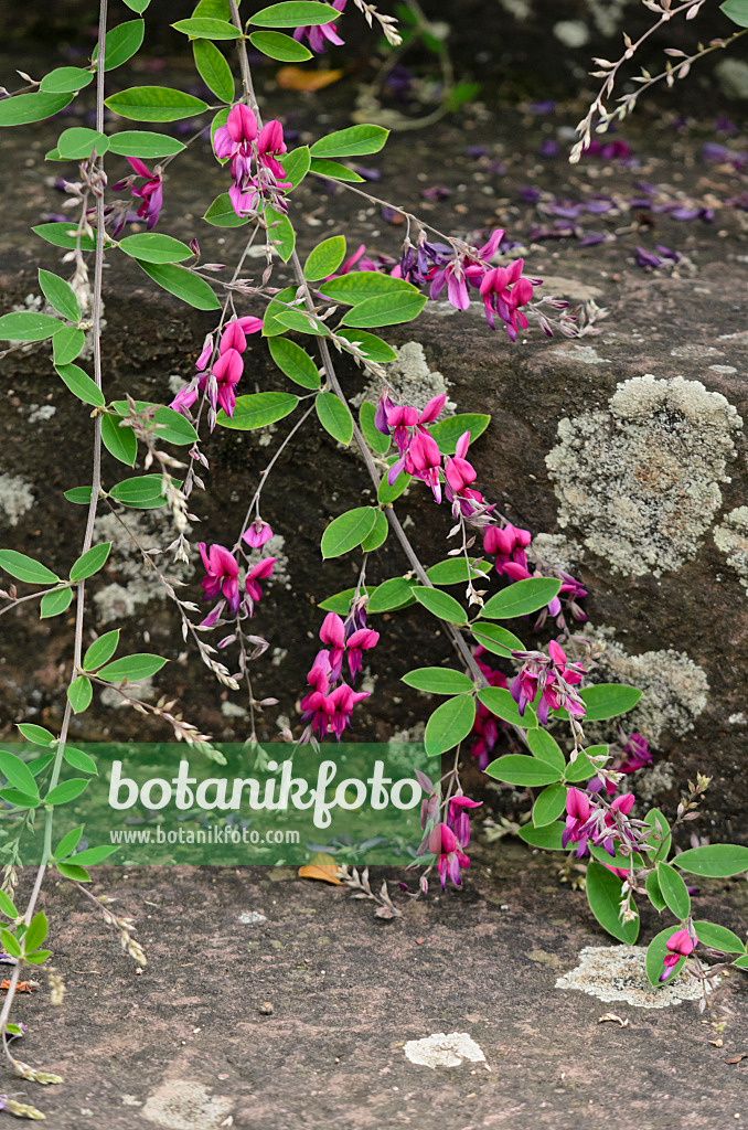 572008 - Thunberg's bushclover (Lespedeza thunbergii)