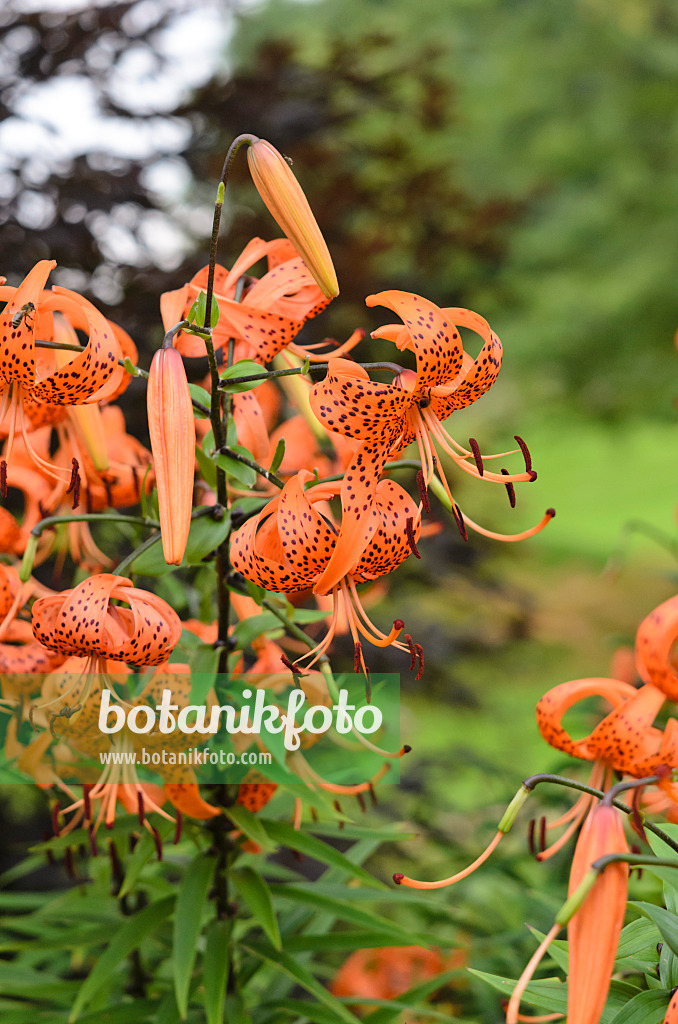 523140 - Tiger lily (Lilium lancifolium 'Splendens' syn. Lilium tigrinum 'Splendens')