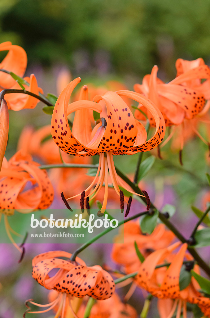 523142 - Tiger lily (Lilium lancifolium 'Splendens' syn. Lilium tigrinum 'Splendens')