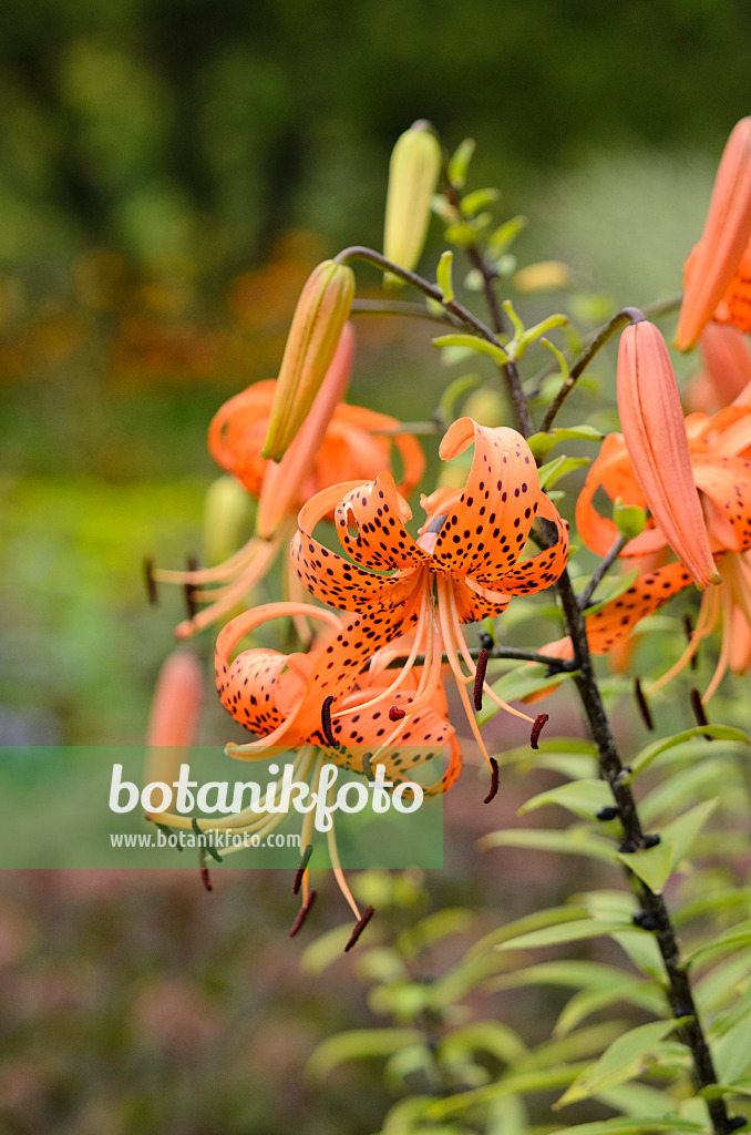 534343 - Tiger lily (Lilium lancifolium 'Splendens' syn. Lilium tigrinum 'Splendens')