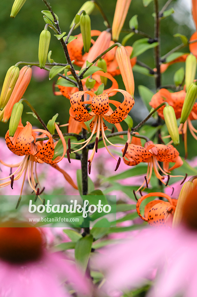 534360 - Tiger lily (Lilium lancifolium 'Splendens' syn. Lilium tigrinum 'Splendens')