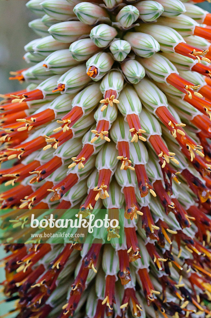 469004 - Tilt-head aloe (Aloe speciosa)