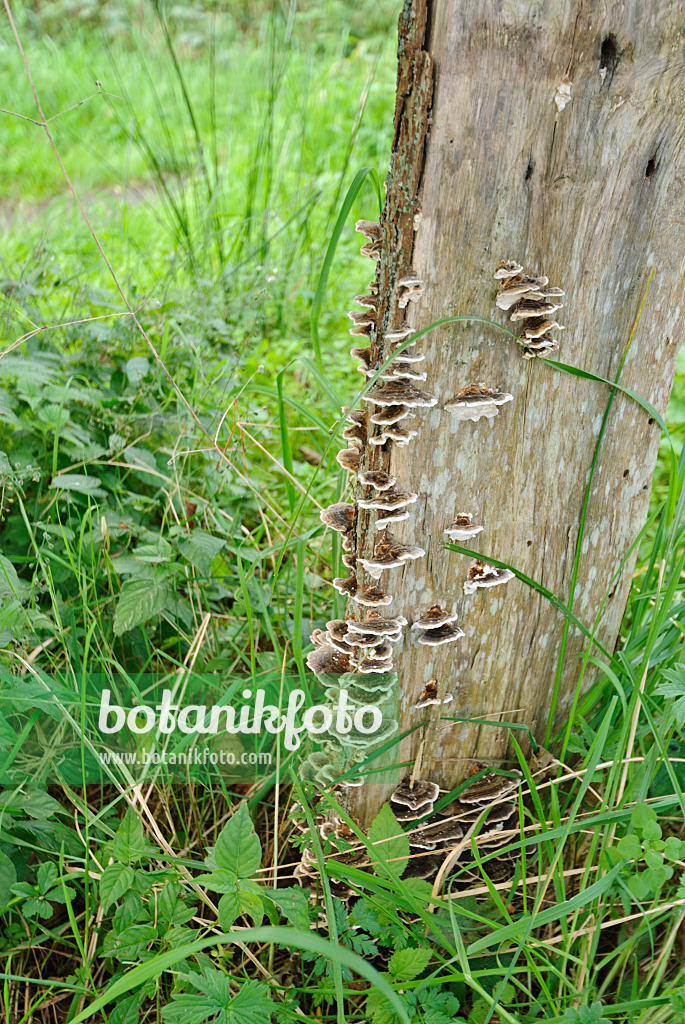 518015 - Tinder fungus (Fomes fomentarius)