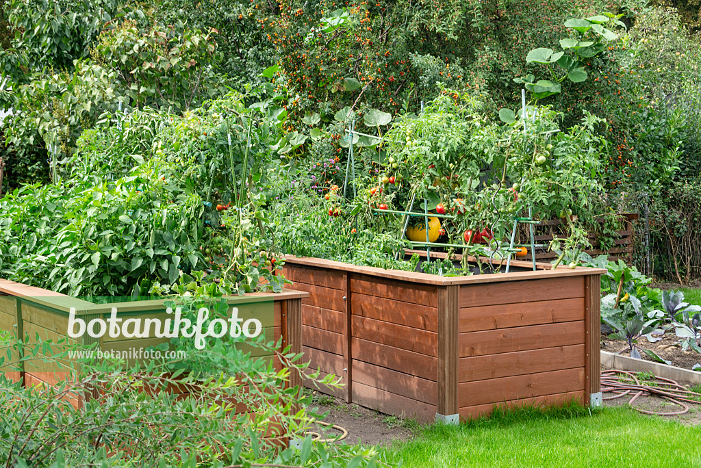 625004 - Tomato (Lycopersicon esculentum) in raised beds