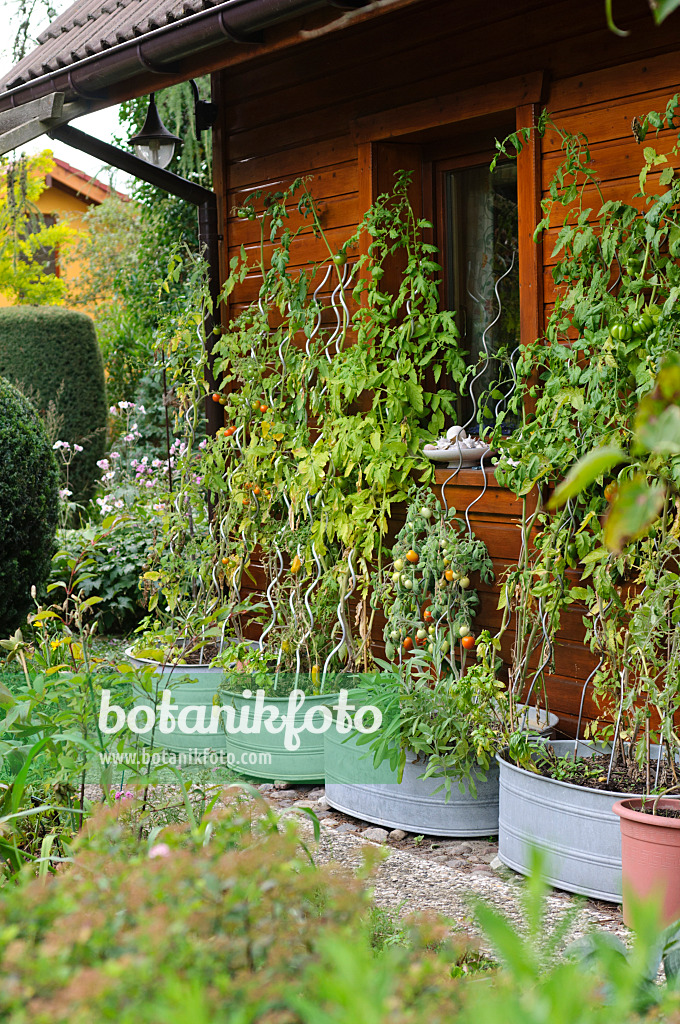 488098 - Tomatoes (Lycopersicon esculentum) in tin troughs