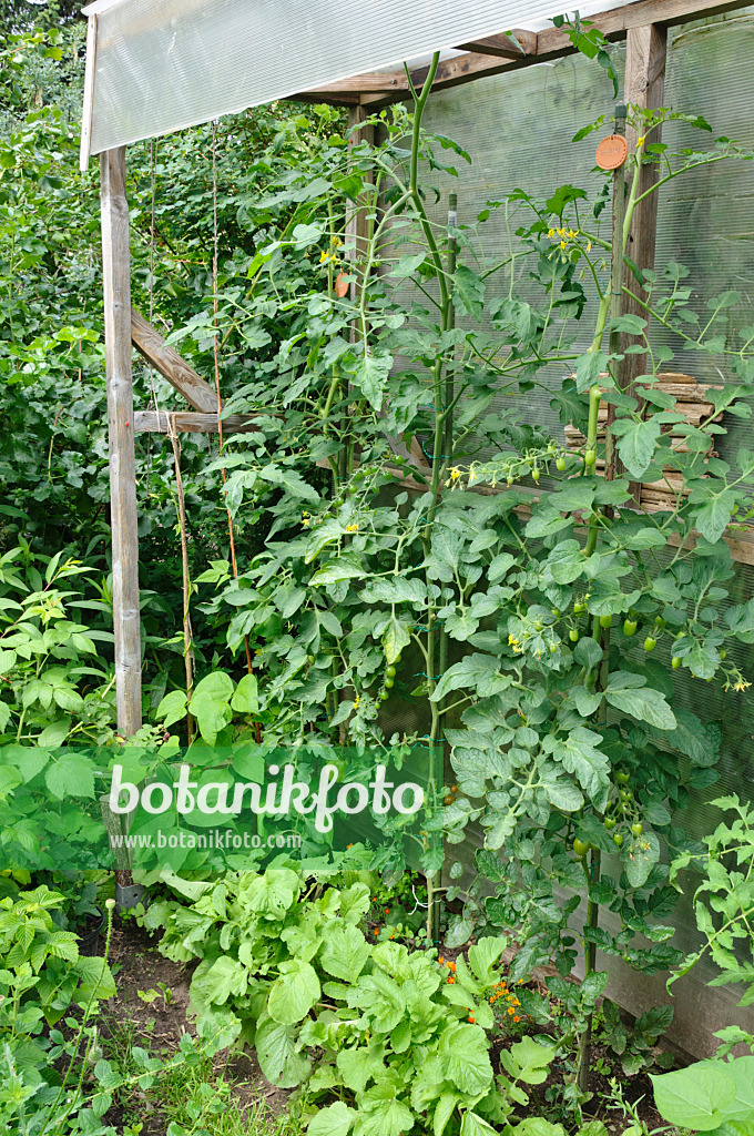 474124 - Tomatoes (Lycopersicon esculentum) with protection against rain