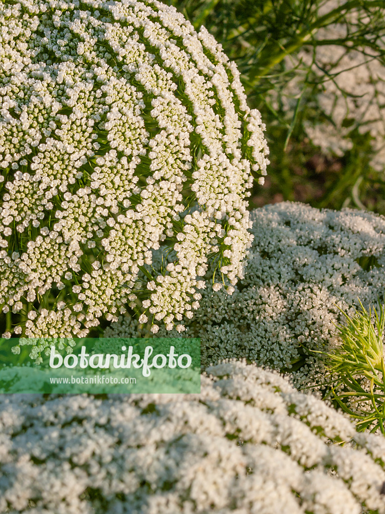 403103 - Toothpick weed (Ammi visnaga)