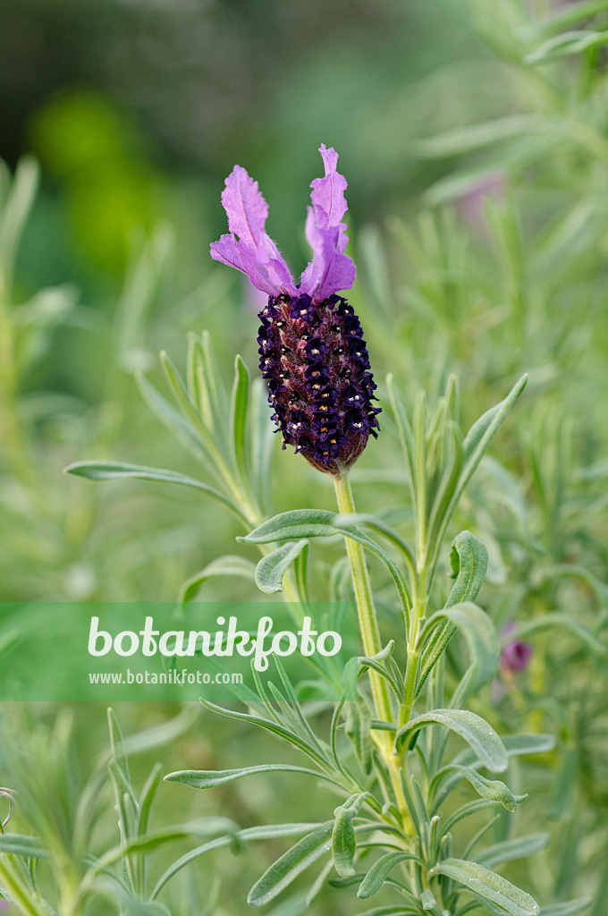 482060 - Topped lavender (Lavandula stoechas)