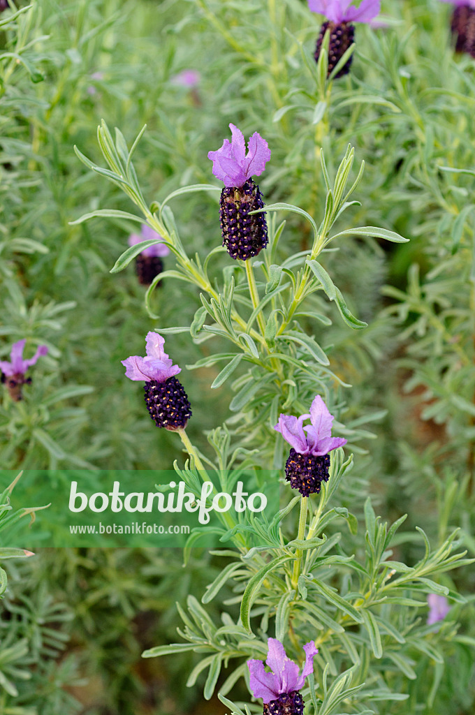 482061 - Topped lavender (Lavandula stoechas)