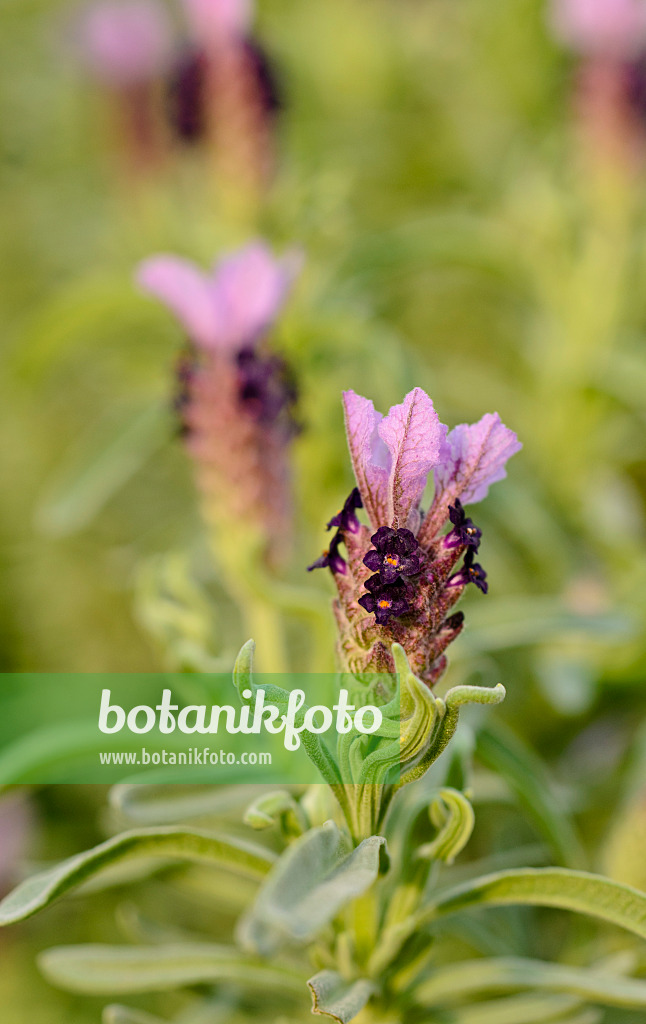 506011 - Topped lavender (Lavandula stoechas)