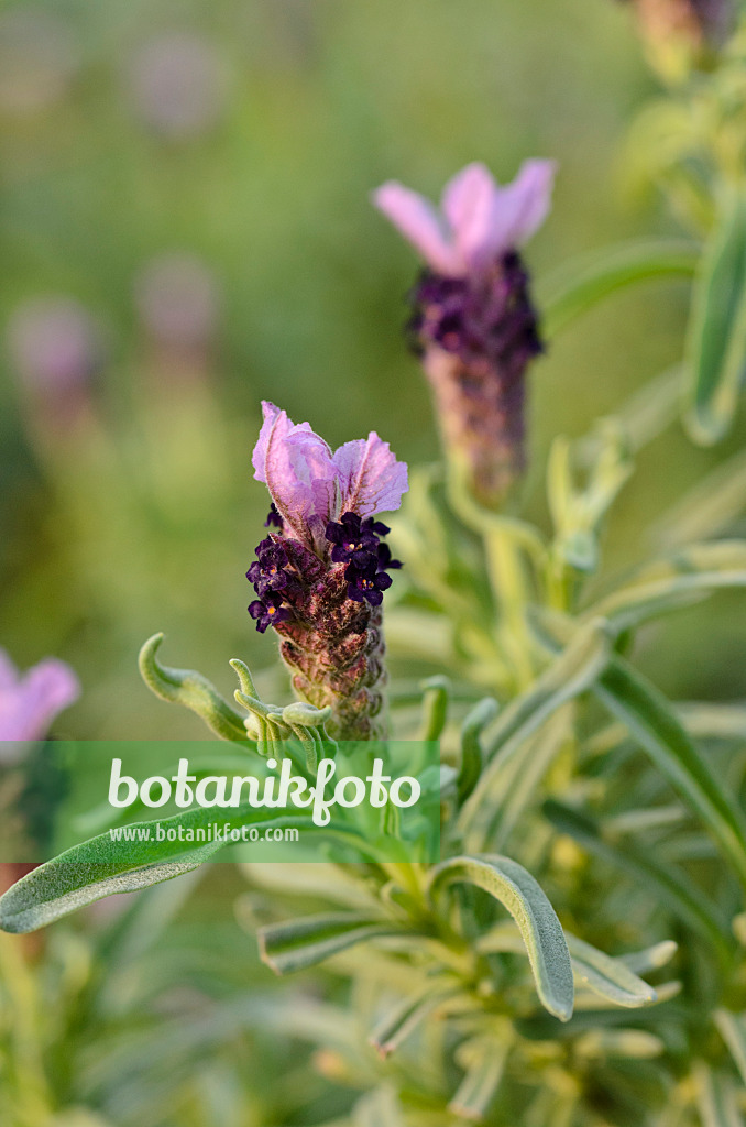 506015 - Topped lavender (Lavandula stoechas)