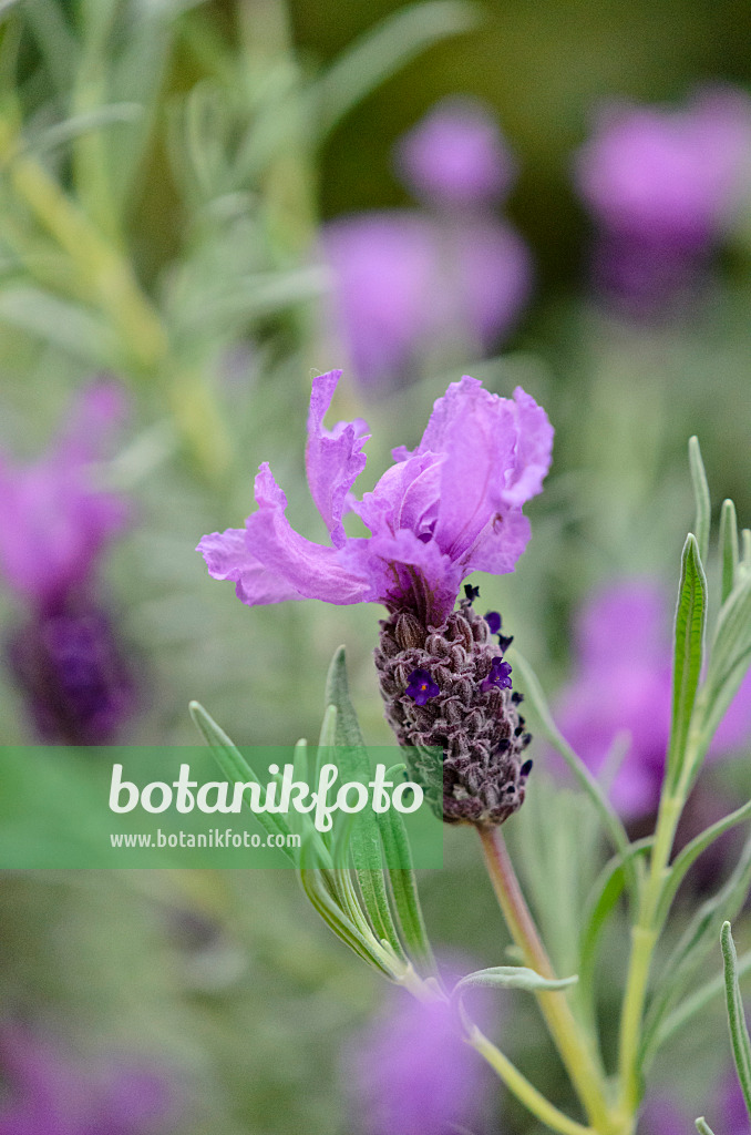 519154 - Topped lavender (Lavandula stoechas)