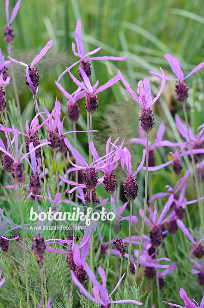 533547 - Topped lavender (Lavandula stoechas)