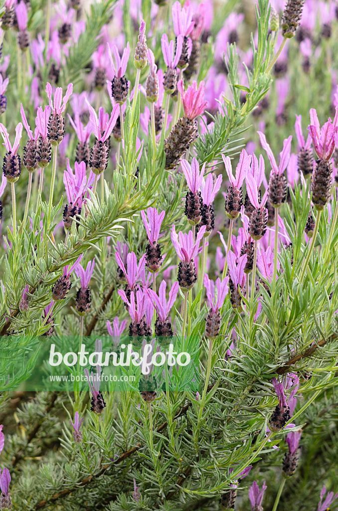 533281 - Topped lavender (Lavandula stoechas subsp. luisieri)