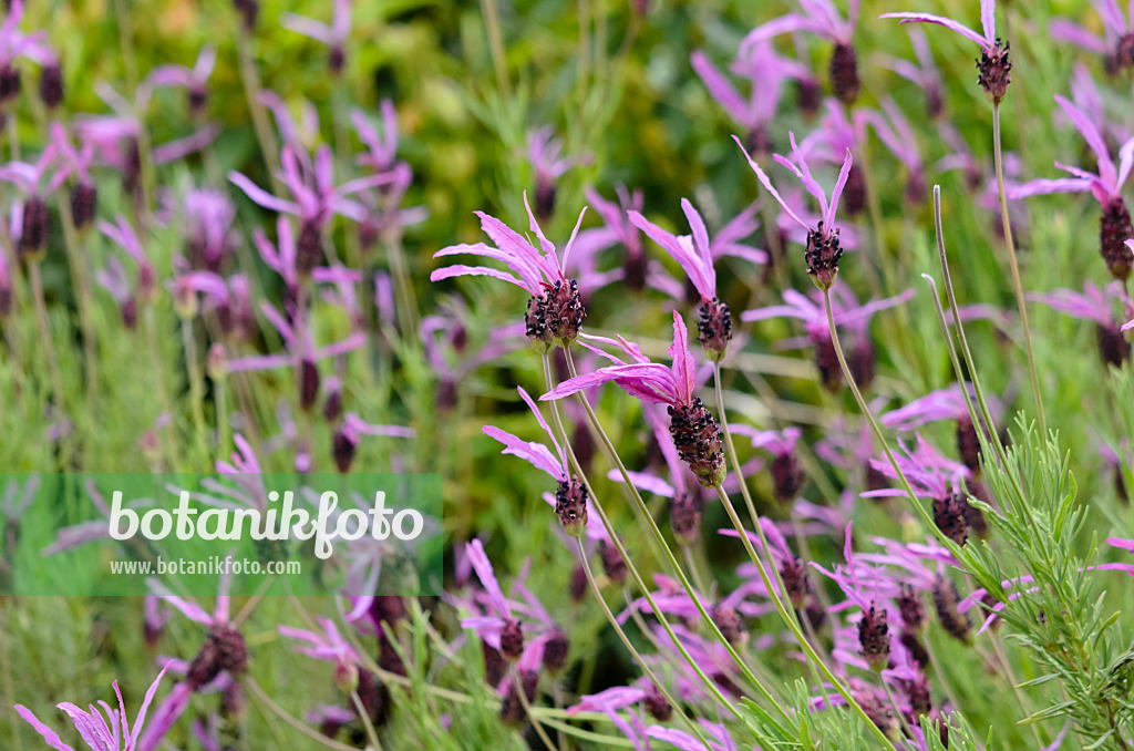 533494 - Topped lavender (Lavandula stoechas subsp. pedunculata)