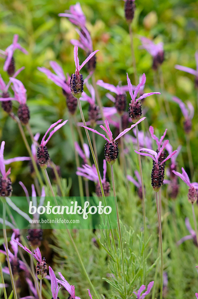 533495 - Topped lavender (Lavandula stoechas subsp. pedunculata)