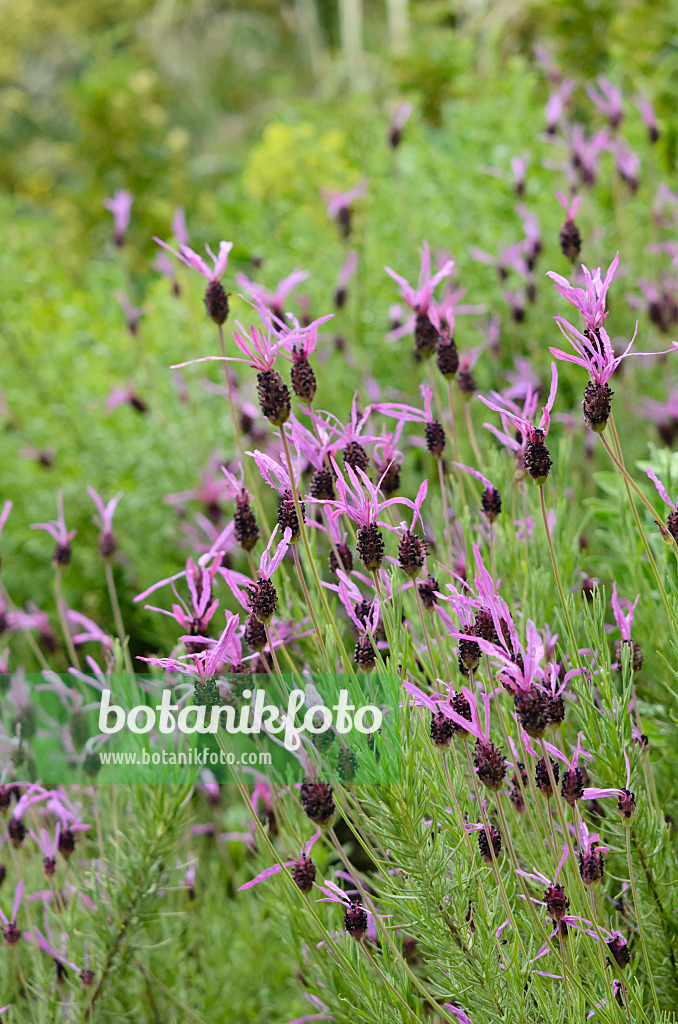 533497 - Topped lavender (Lavandula stoechas subsp. pedunculata)