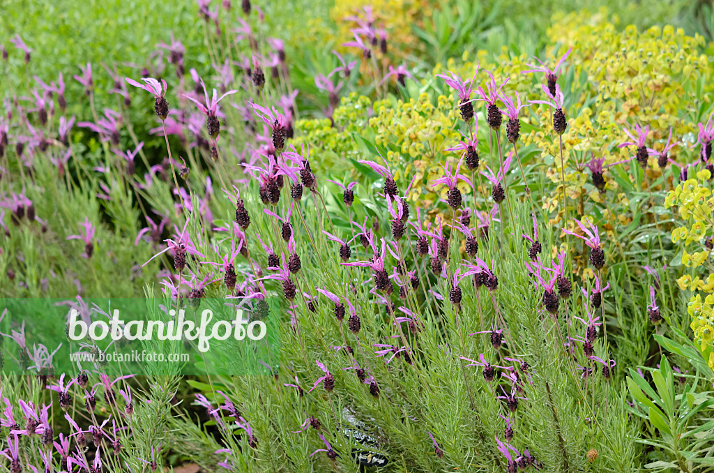 533498 - Topped lavender (Lavandula stoechas subsp. pedunculata)