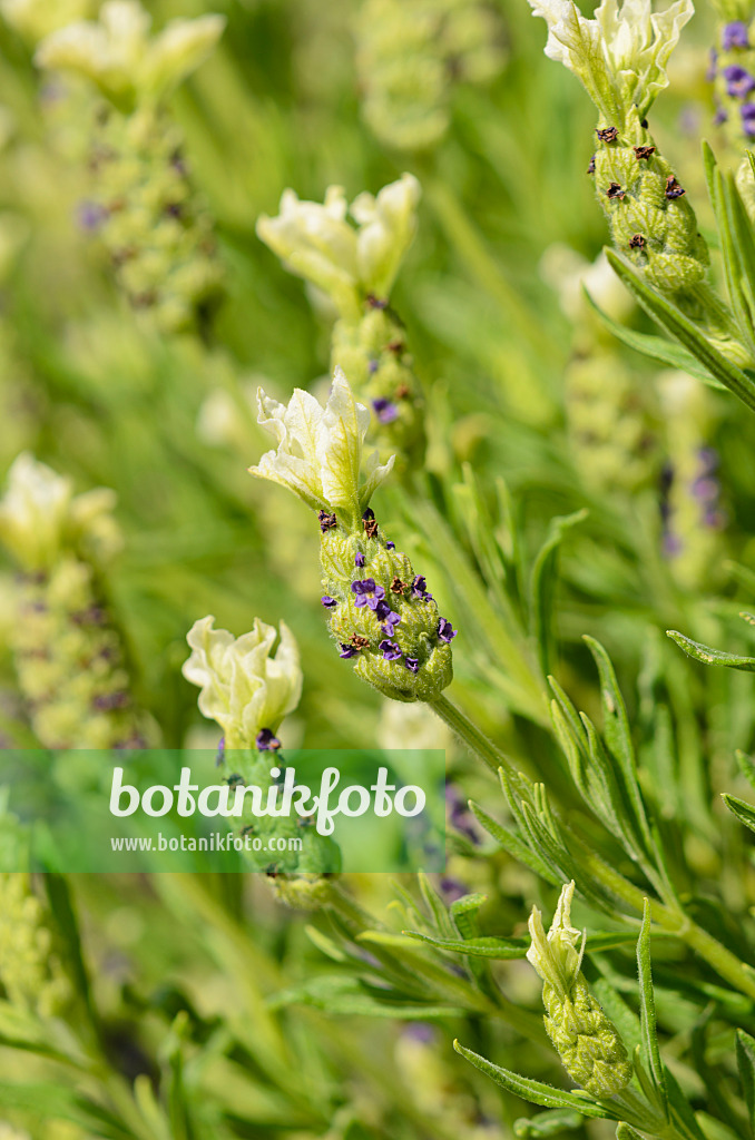 533439 - Topped lavender (Lavandula stoechas 'Tiara')