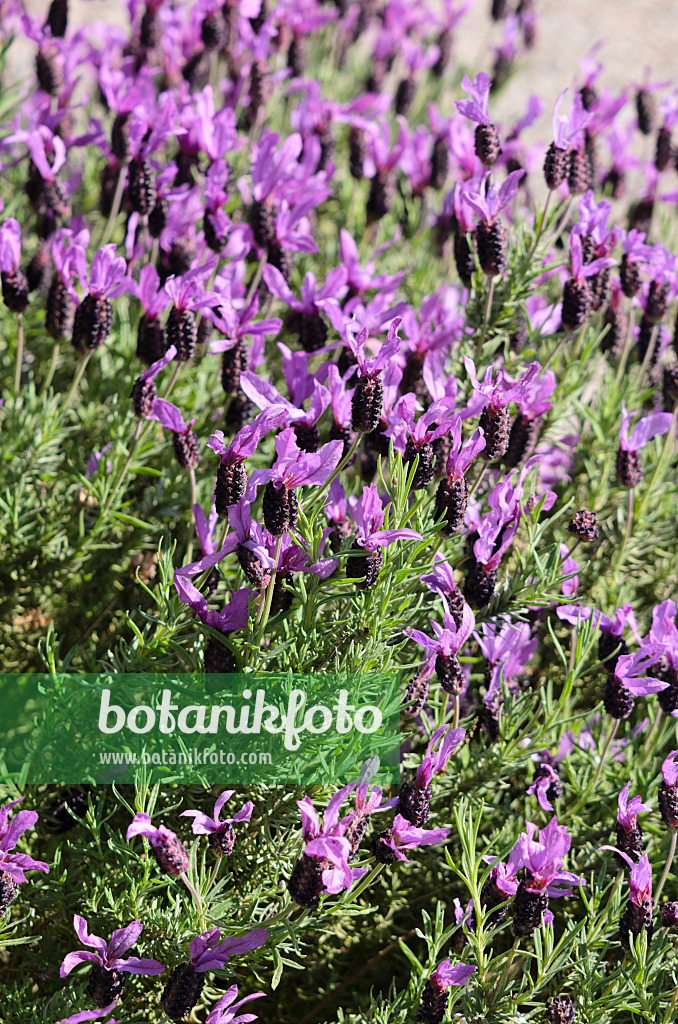 533437 - Topped lavender (Lavandula stoechas 'Victory')