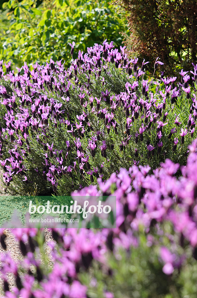 533438 - Topped lavender (Lavandula stoechas 'Victory')