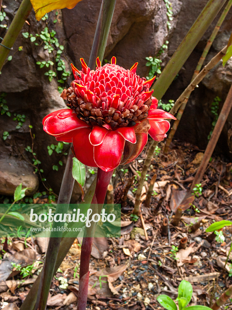 411005 - Torch ginger (Etlingera elatior)