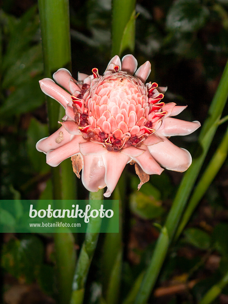 411027 - Torch ginger (Etlingera elatior)