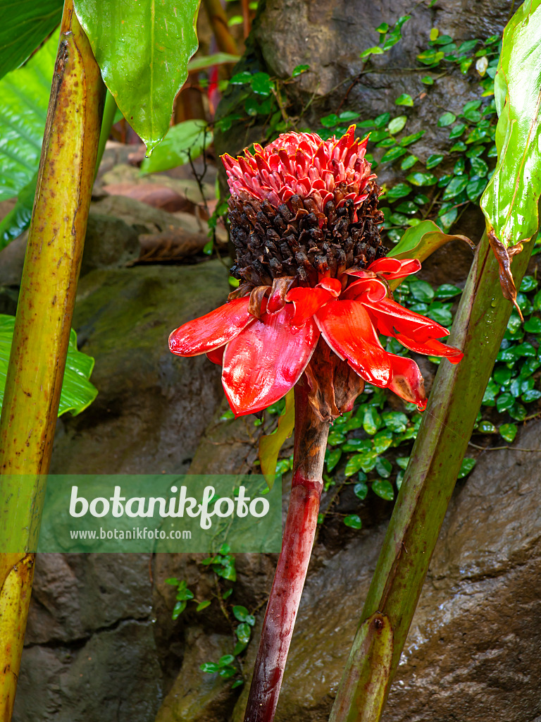 434296 - Torch ginger (Etlingera elatior)