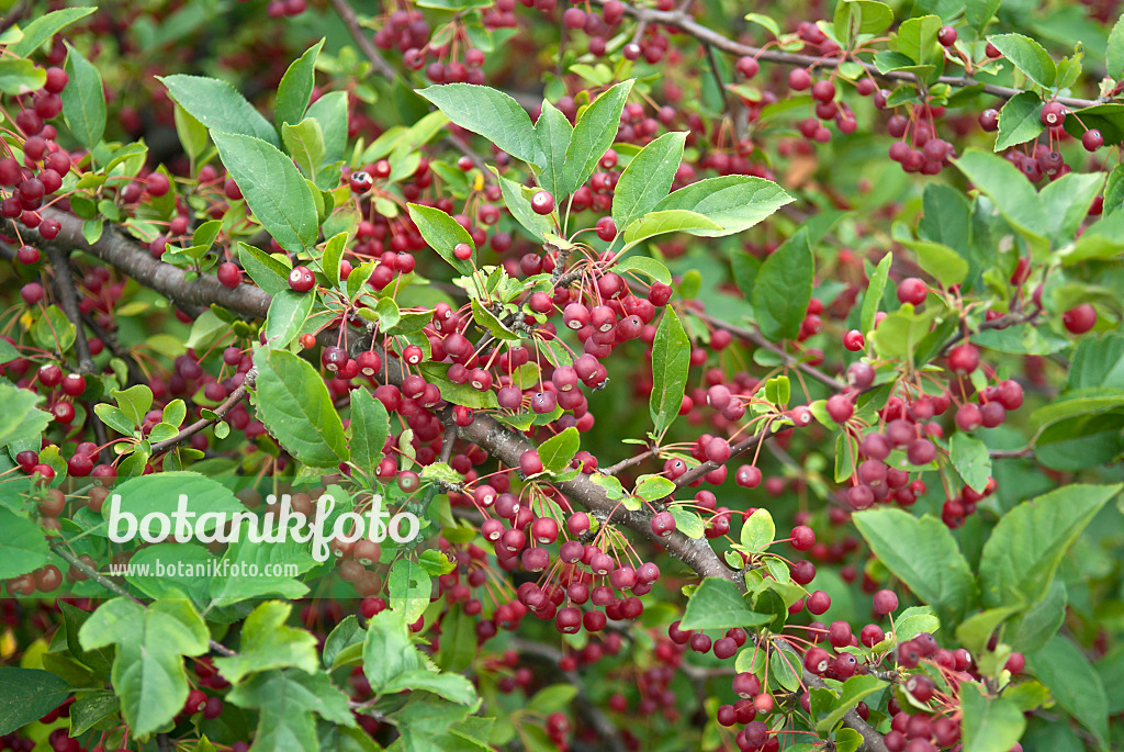 517203 - Toringo crab apple (Malus toringo var. sargentii)