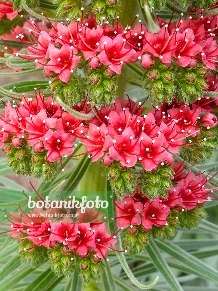 400139 - Tower of jewels (Echium wildpretii)