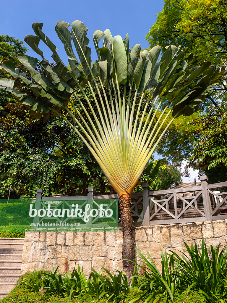 434261 - Traveller's tree (Ravenala madagascariensis), Fort Canning Park, Singapore