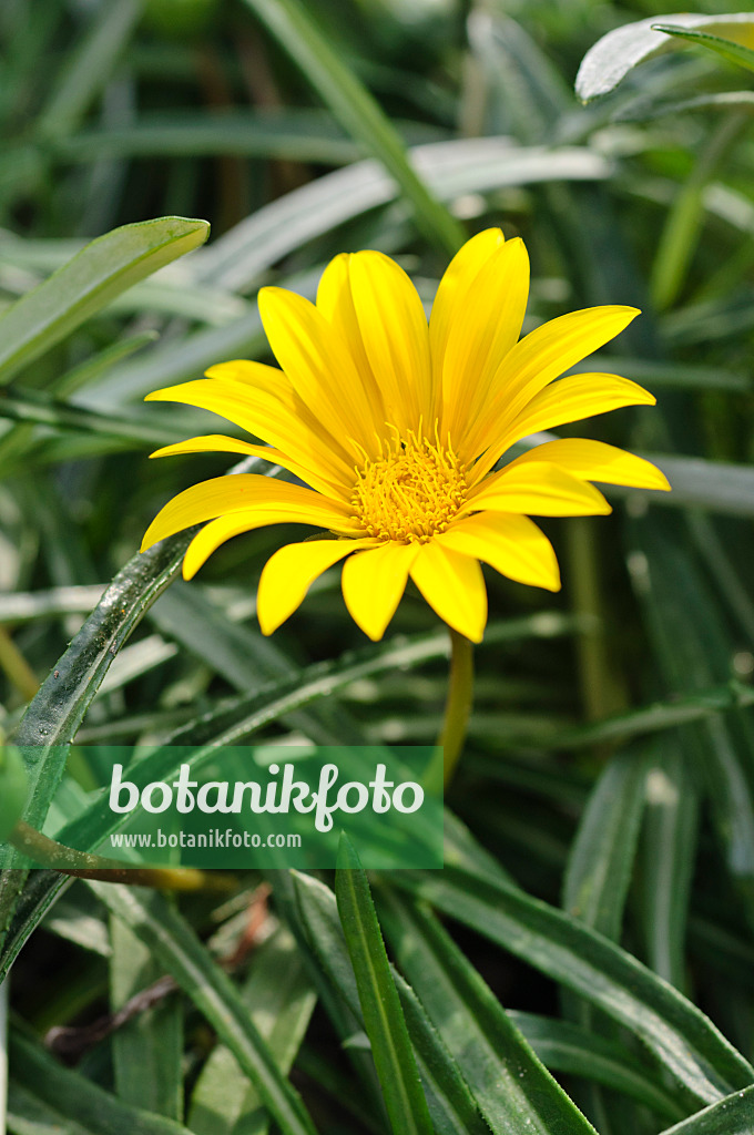 475226 - Treasure flower (Gazania linearis)