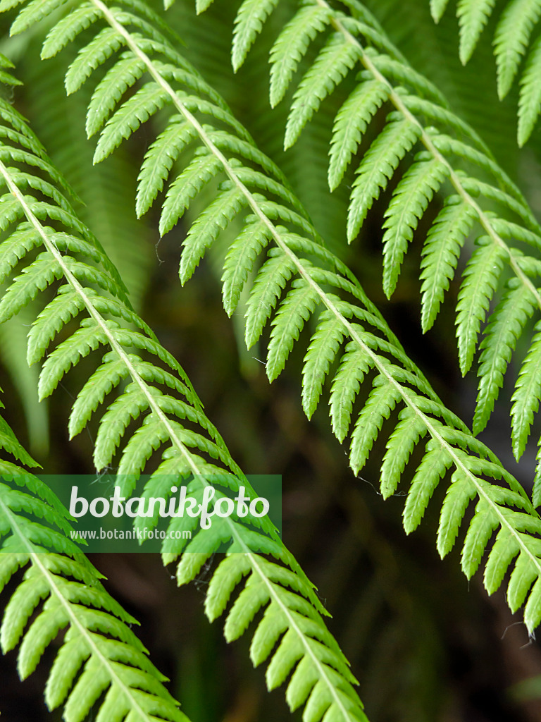 427051 - Tree fern (Dicksonia antarctica)