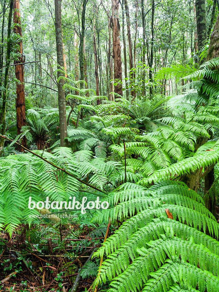 455196 - Tree fern (Dicksonia antarctica), Dandenong Ranges National Park, Melbourne, Australia