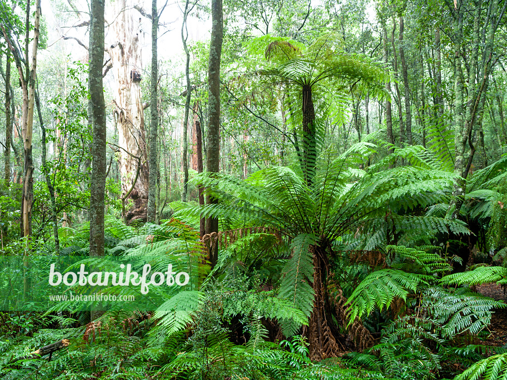 455197 - Tree fern (Dicksonia antarctica), Dandenong Ranges National Park, Melbourne, Australia