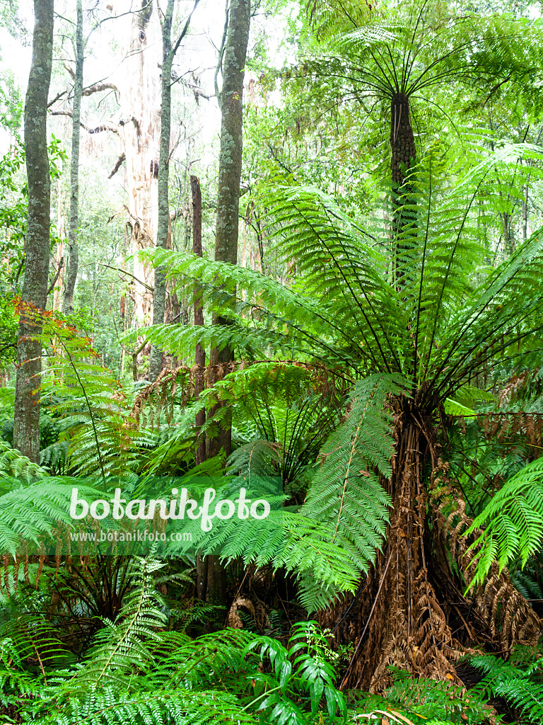 455199 - Tree fern (Dicksonia antarctica), Dandenong Ranges National Park, Melbourne, Australia