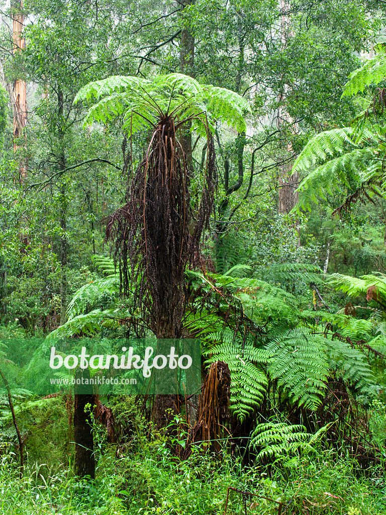 455200 - Tree fern (Dicksonia antarctica), Dandenong Ranges National Park, Melbourne, Australia