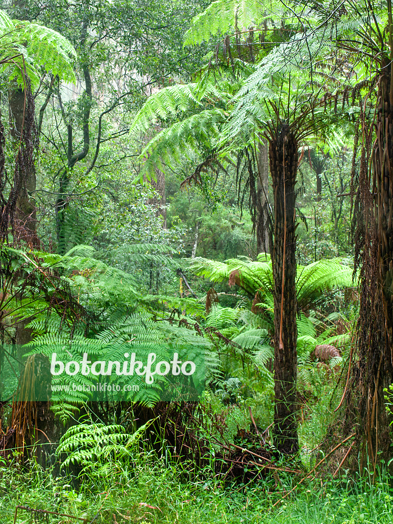 455201 - Tree fern (Dicksonia antarctica), Dandenong Ranges National Park, Melbourne, Australia