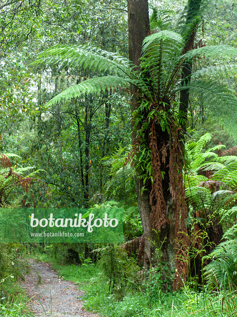 455202 - Tree fern (Dicksonia antarctica), Dandenong Ranges National Park, Melbourne, Australia